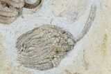Two Fossil Crinoids (Cyathocrinites & Agaricocrinus) - Indiana #176826-3